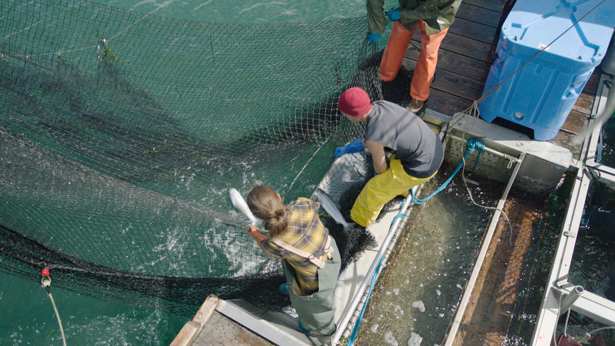 Looking over fishermen and women as they haul in net pens with fresh caught wild salmon